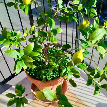 Apartment Casa Kirribilli *